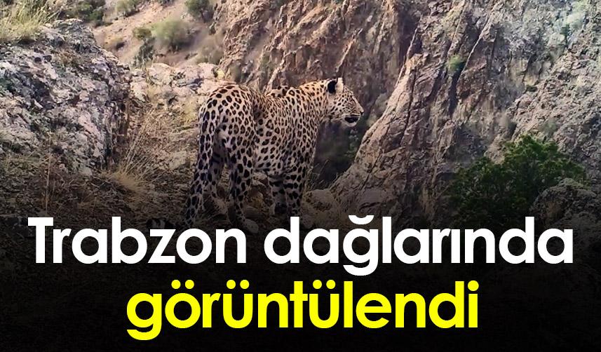 Anadolu Parsı popülasyonu artıyor " Trabzon'un dağlarında pars var"