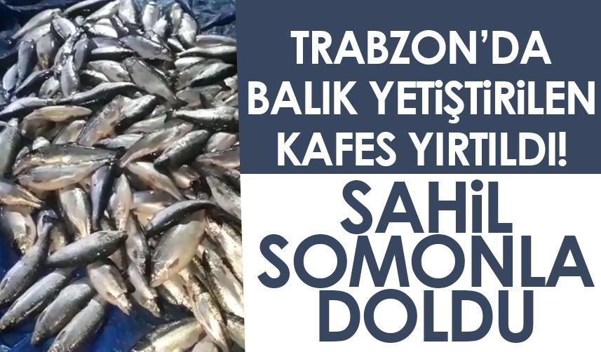 Trabzon'da balık yetiştirilen kafes yırtıldı! Sahil somonla doldu