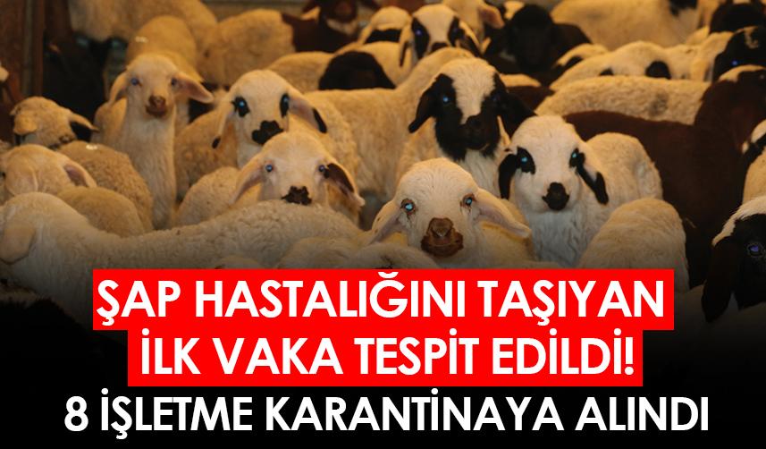 Şap hastalığını taşıyan ilk vaka tespit edildi! 8 işletme karantinaya alındı