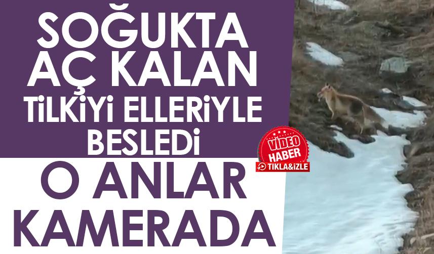 Bayburt'ta soğukta aç kalan tilkiyi elleriyle besledi