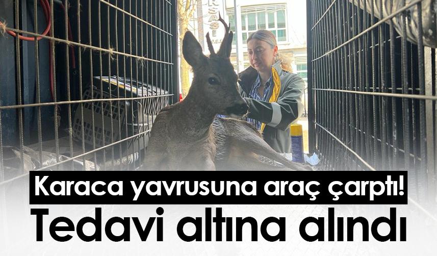 Ordu'da karaca yavrusuna araç çarptı! Tedavi altına alındı