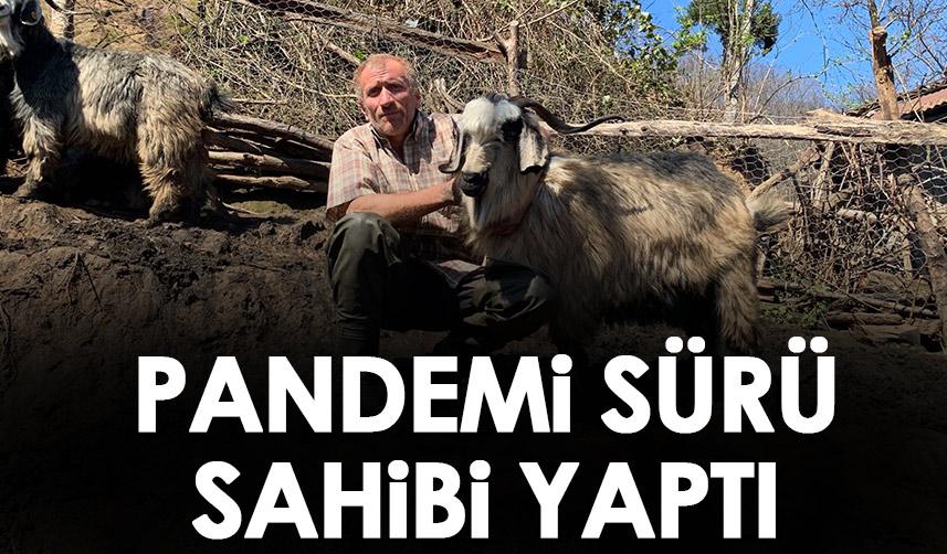 Rize'de pandemi yasakları 'sürü' sahibi yaptı