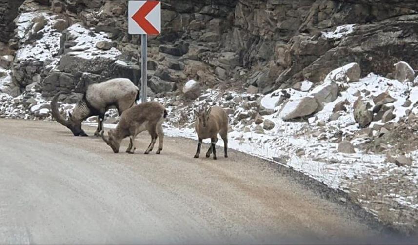 Giresun'da buzlanmaya karşı dökülen tuzlar dağ keçilerine yaradı