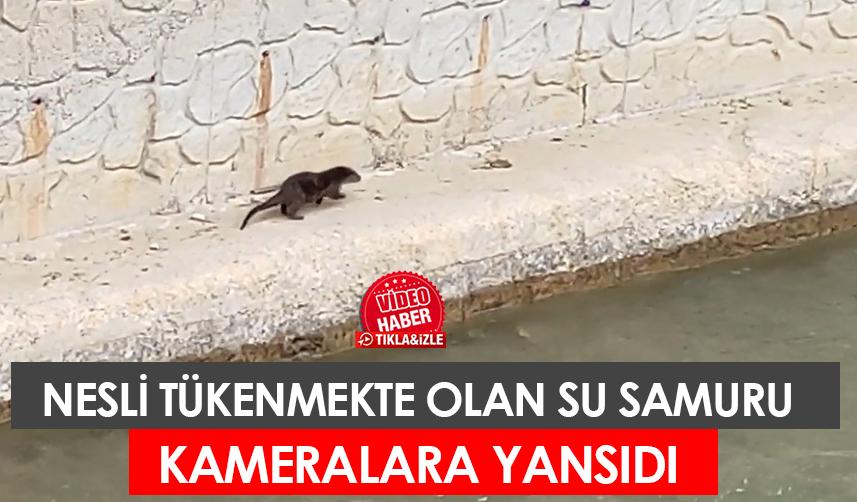 Gümüşhane'de nesli tükenme olan su samuru kameralara görüntülendi