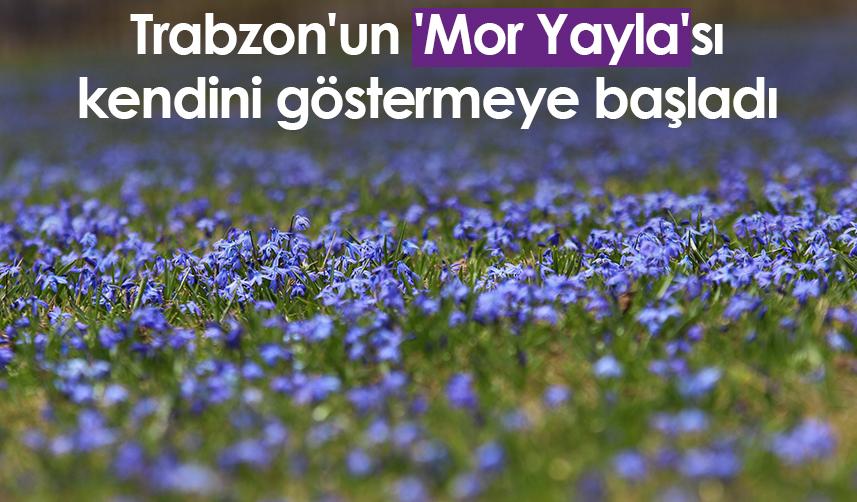 Trabzon'un 'Mor Yayla'sı kendini göstermeye başladı