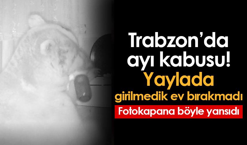 Trabzon'da ayı kış uykusuna yatmadı! Yayla evlerine dadandı