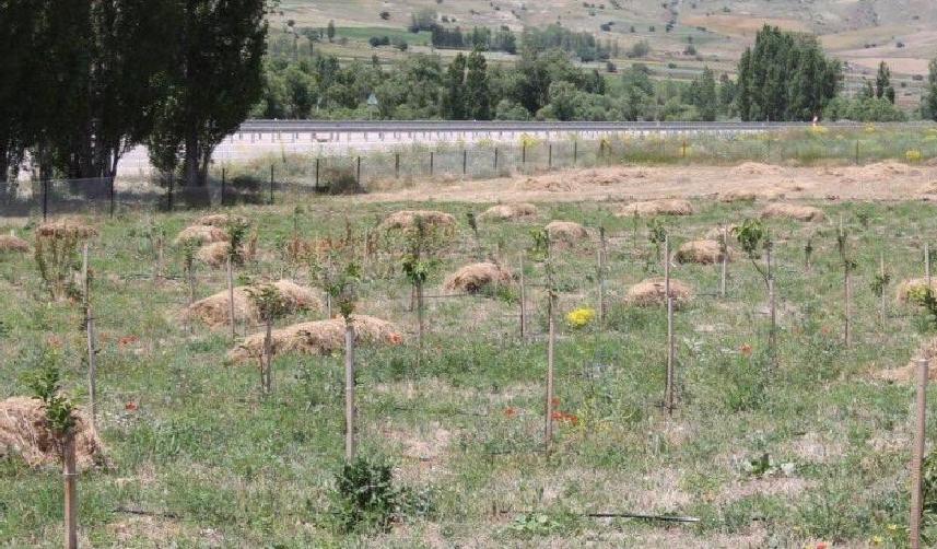 Bayburt'ta gurbetçi vatandaş memleketine gelerek 500 adet meyve fidanı dikti