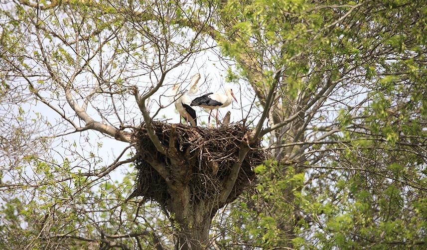 Samsun'da Kuş Cenneti, leyleklerin dönmesiyle canlanmaya başladı