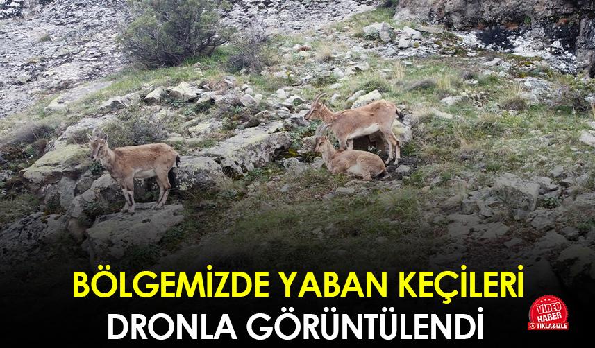 Gümüşhane'de yaban keçileri dronla görüntülendi