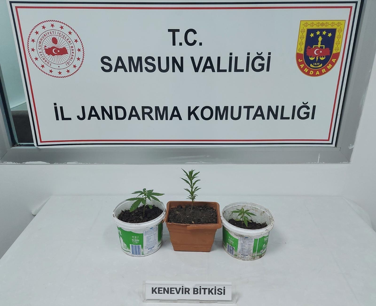 Samsun'da kenevir baskını! 1 gözaltı