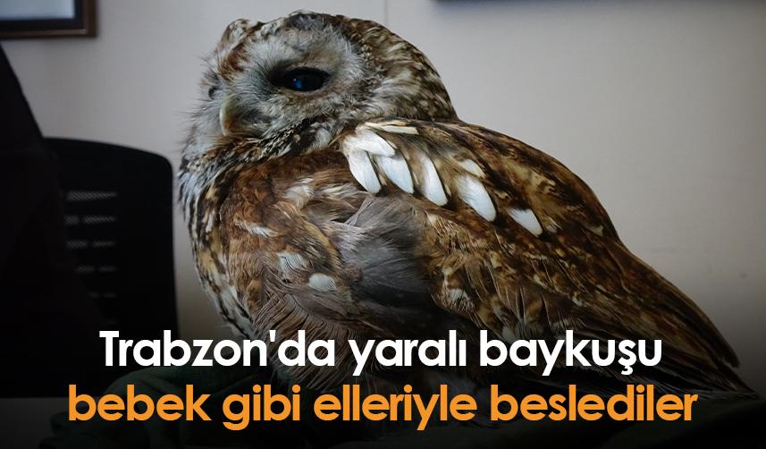 Trabzon'da yaralı baykuşu bebek gibi elleriyle beslediler