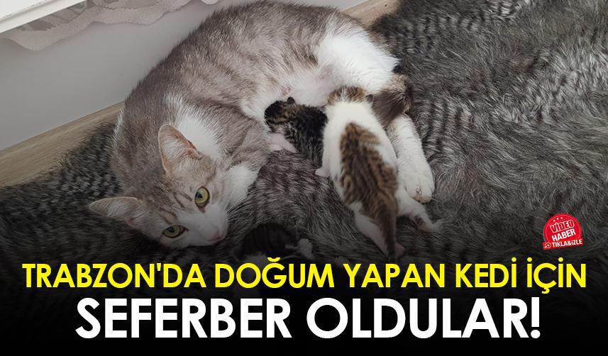 Trabzon'da doğum yapan kedi için seferber oldular!