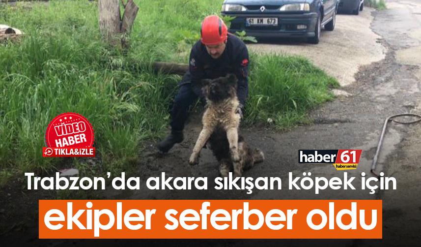 Trabzon’da akara sıkışan köpek için ekipler seferber oldu