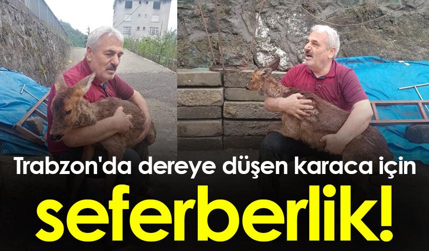 Trabzon'da dereye düşen karaca için seferberlik