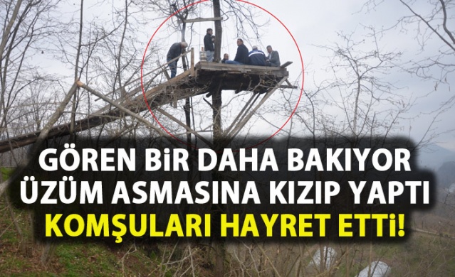 Üzüm asmasına kızdı ağacın tepesine kamelya yaptı