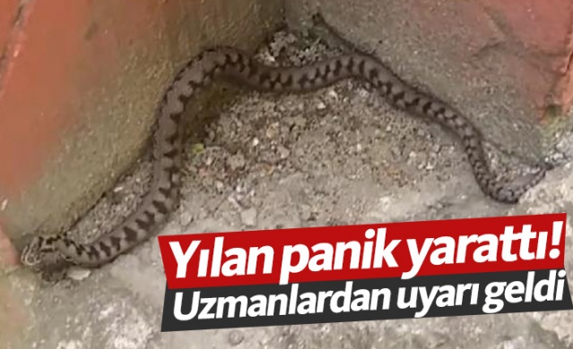 Rize'de yılan paniği