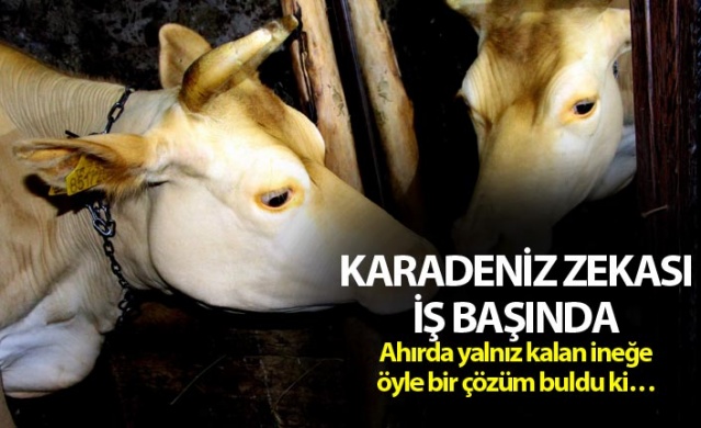 Karadeniz Zekası iş başında - Ahırda yalnız kalan ineği için öyle bir çözüm buldu ki...