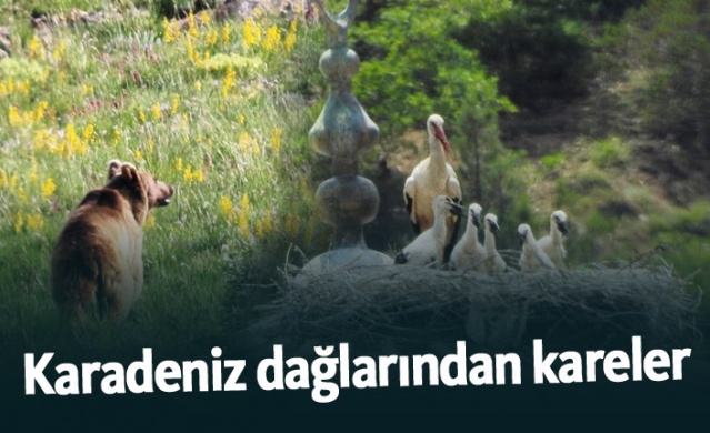 Karadeniz Dağları'ndan kareler