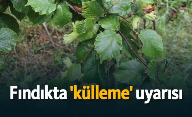 Fındıkta 'külleme' uyarısı