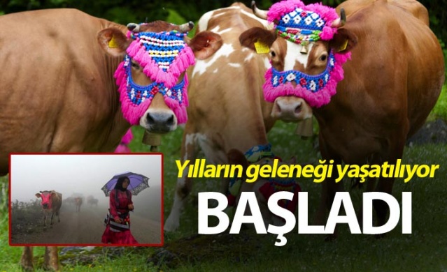 Karadeniz'de yayla göçü geleneği yaşatılıyor