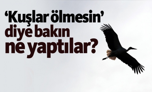 Kuşlar ölmesin diye bakın ne yaptılar?