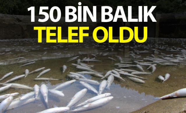 Trabzon'da 150 bin balık telef oldu, 300 bin TL’lik zarar oluştu