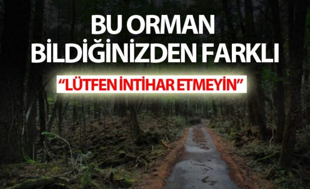 Bu orman bildiğinizden farklı!