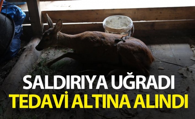 Köpeklerin saldırısına uğrayan karaca tedavi altına alındı