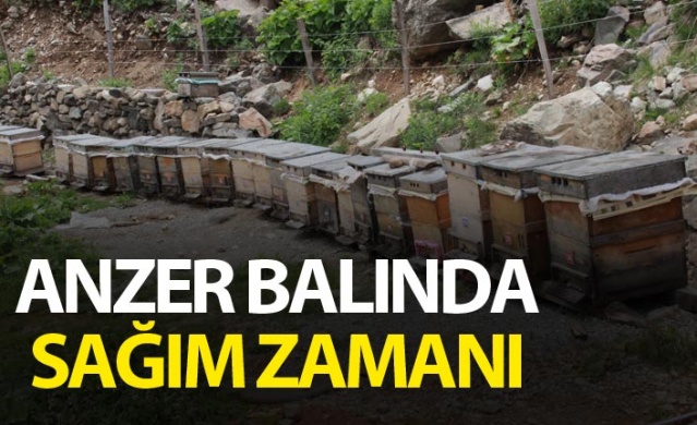 Anzer Balı sağıma hazırlanıyor