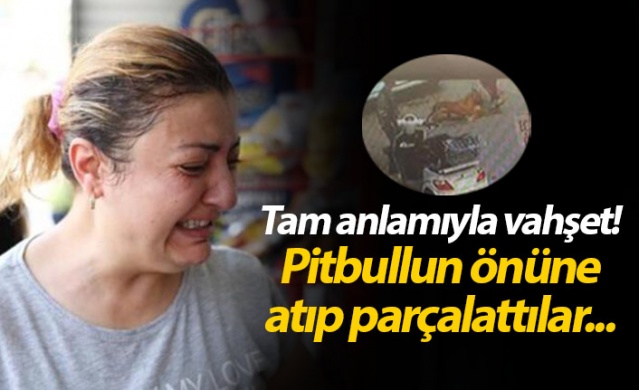 Hamile kediyi pitbulla parçalattılar!