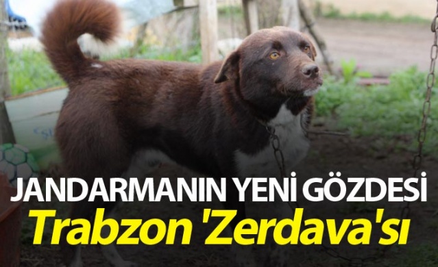 Trabzon'un 'Zerdava'sı jandarmanın yeni gözdesi