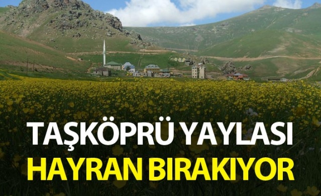 Taşköprü Yaylası, hayran bırakıyor