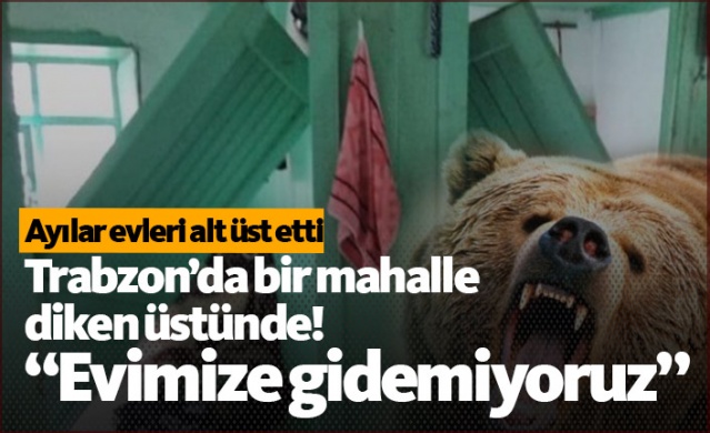 Trabzon'da korkutan ayı saldırıları