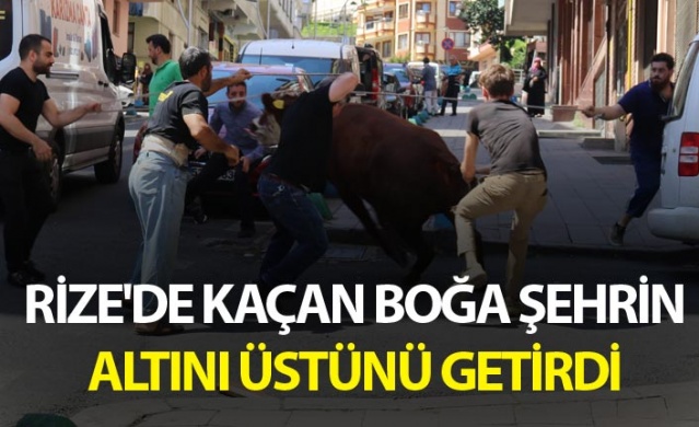 Rize'de kaçan boğa şehrin altını üstünü getirdi