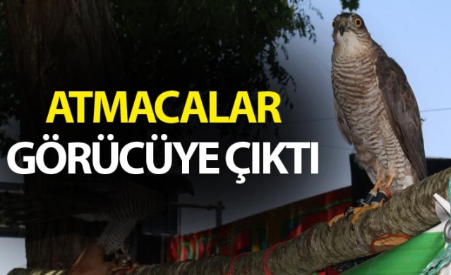 Rize'de atmacalar görücüye çıktı