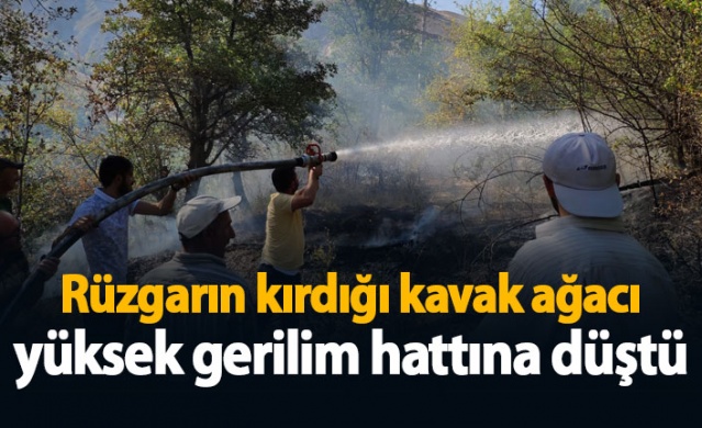 Gümüşhane’de rüzgarın kırdığı kavak ağacı yüksek gerilim hattına düştü