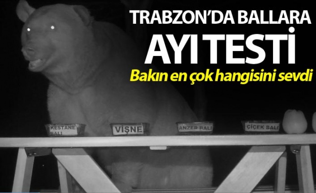 Trabzon'da ballara ayı testi