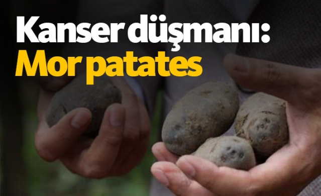 Kanser düşmanı: Mor patates