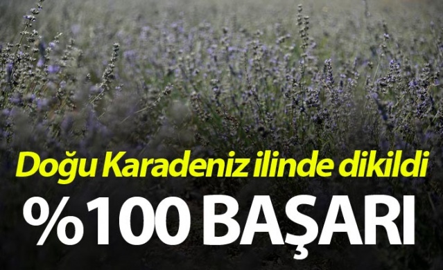 Doğu Karadeniz ilinde dikildi - Yüzde 100 başarı