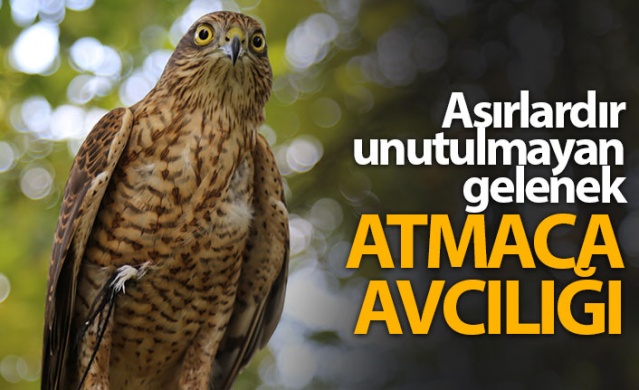 Asırlardır unutulmayan gelenek: Atmaca avcılığı