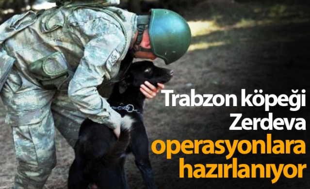 Trabzon köpeği Zerdeva operasyonlara hazırlanıyor