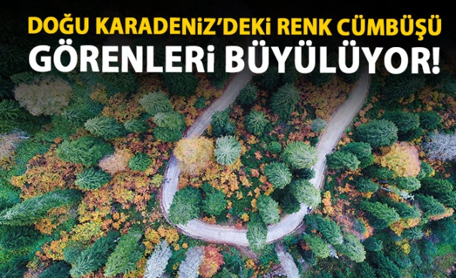 Karadeniz'de doğal ağaç müzesi büyülüyor