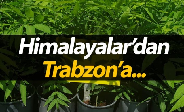 Himalayalar'dan Trabzon'a...