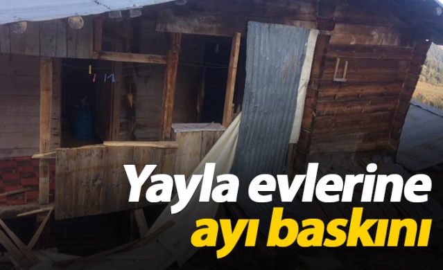 Yayla evlerine ayı baskını