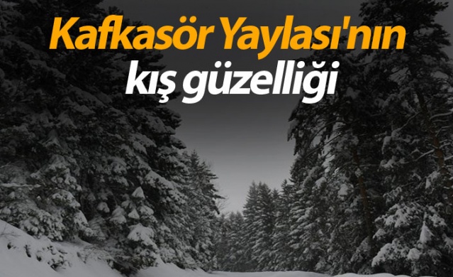 Kafkasör Yaylası'nın kış güzelliği