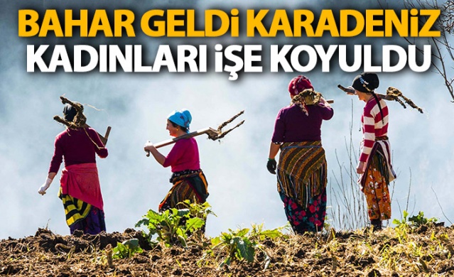 Karadeniz kadınları işe koyuldu