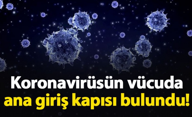 Koronavirüsün vücuda ana giriş kapısı bulundu