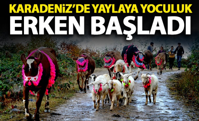 Karadeniz'de yayla göçü erken başladı