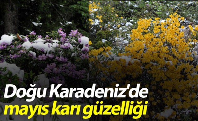 Doğu Karadeniz'de mayıs karı güzelliği.