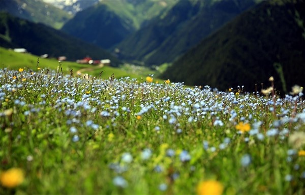 Rize'nin petran yaylası rengarenk